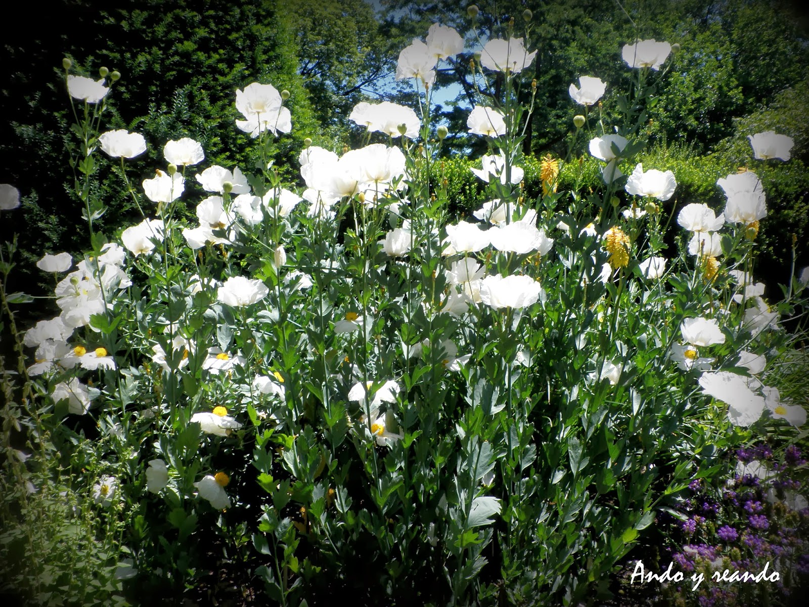 Flores blancas pequeñas