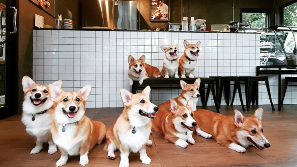 Chapter 8 Dogs Cafes in BANGKOK