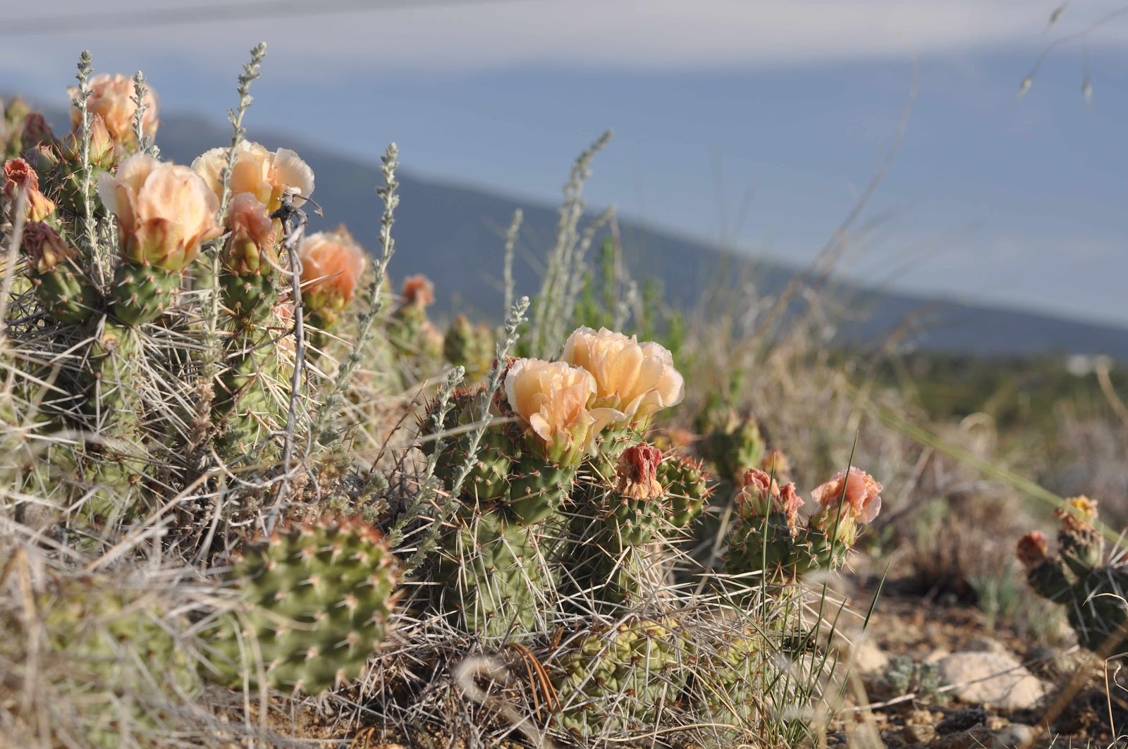 cactus Buena Vista coloradoviews.filminspector.com