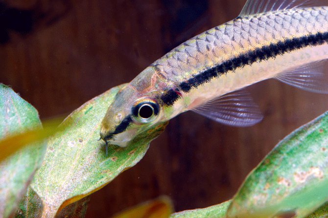 Flying Fox Fish The Best Fish That Eat Algae Aquarium Society flying-fox-fish-the-best-fish-that-eat-algae-aquarium-society