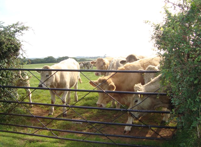 Cows in Farmland - Three Cliffs Bay