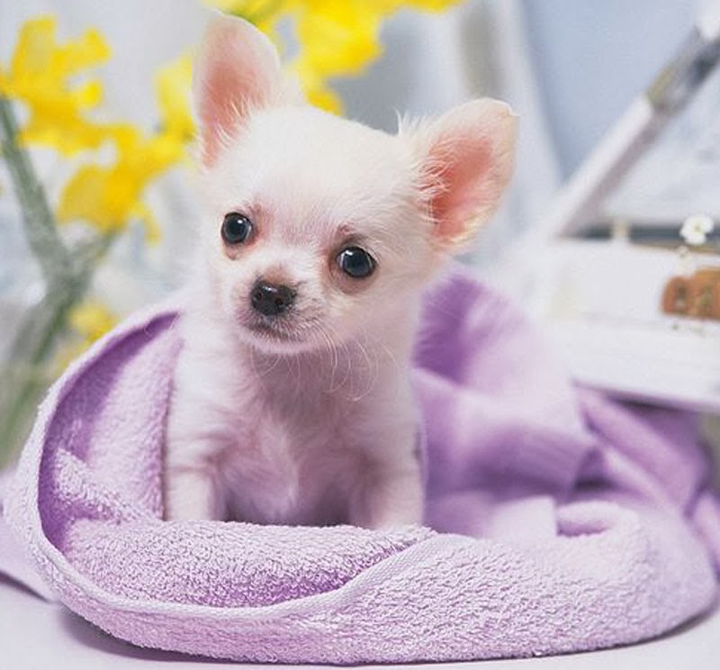 teacup chihuahua mini chihuahua different breeds of