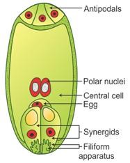 Kantung embrio tumbuhan