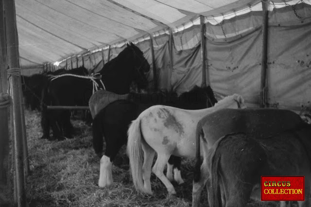 Les chevaux et les poneys du Cirque Franz Althoff 1967 dans leur écurie.
