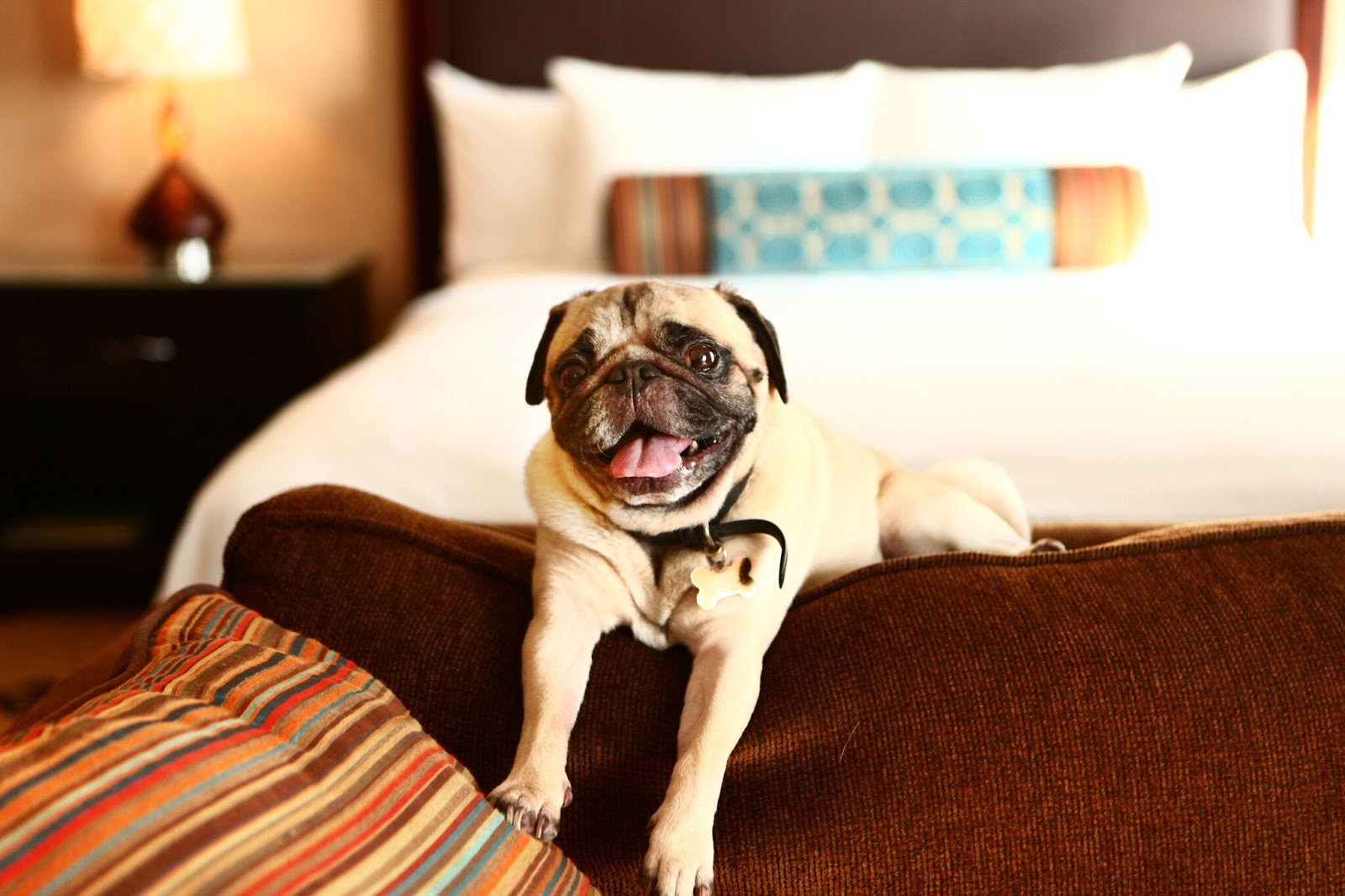 Conoce el primer hotel Pet Friendly de Cancun I Love Cancun