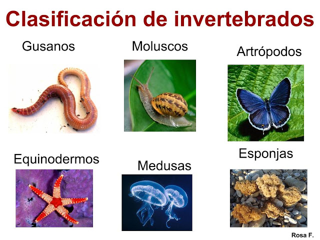 LOS ALAMITOS DE 4ºB: REPASO ANIMALES INVERTEBRADOS