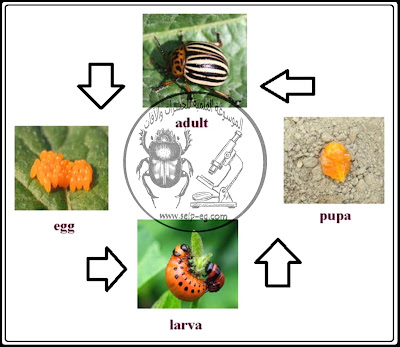 دورة حياة خنفساء بطاطس كولورادو Colorado Potato beetle life cycle