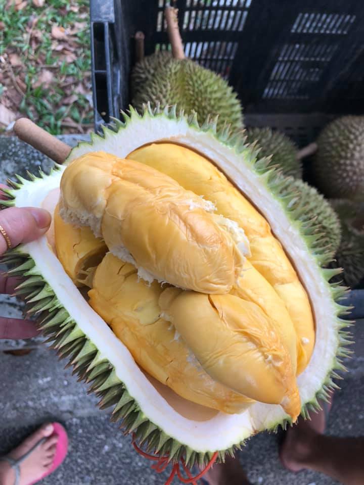 Berita TV Malaysia Durian Hari hari datang yang fresh punya