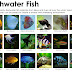 Freshwater Aquarium Fish