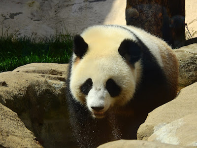 panda in Moscow Zoo June 2019
