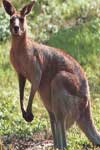 El canguro, mamífero marsupial australiano por excelencia El canguro, mamífero marsupial australiano por excelencia