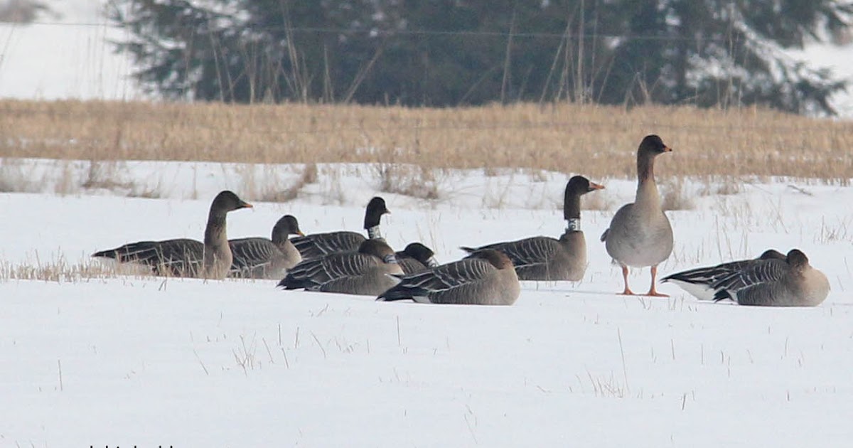 Angus' Bean Goose Blog New shots of Bean Geese in Norway courtesy of