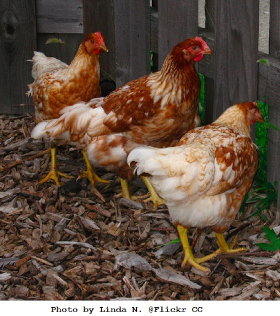 Chickens 12 of the Best Brown EggLayers Big Picture Agriculture