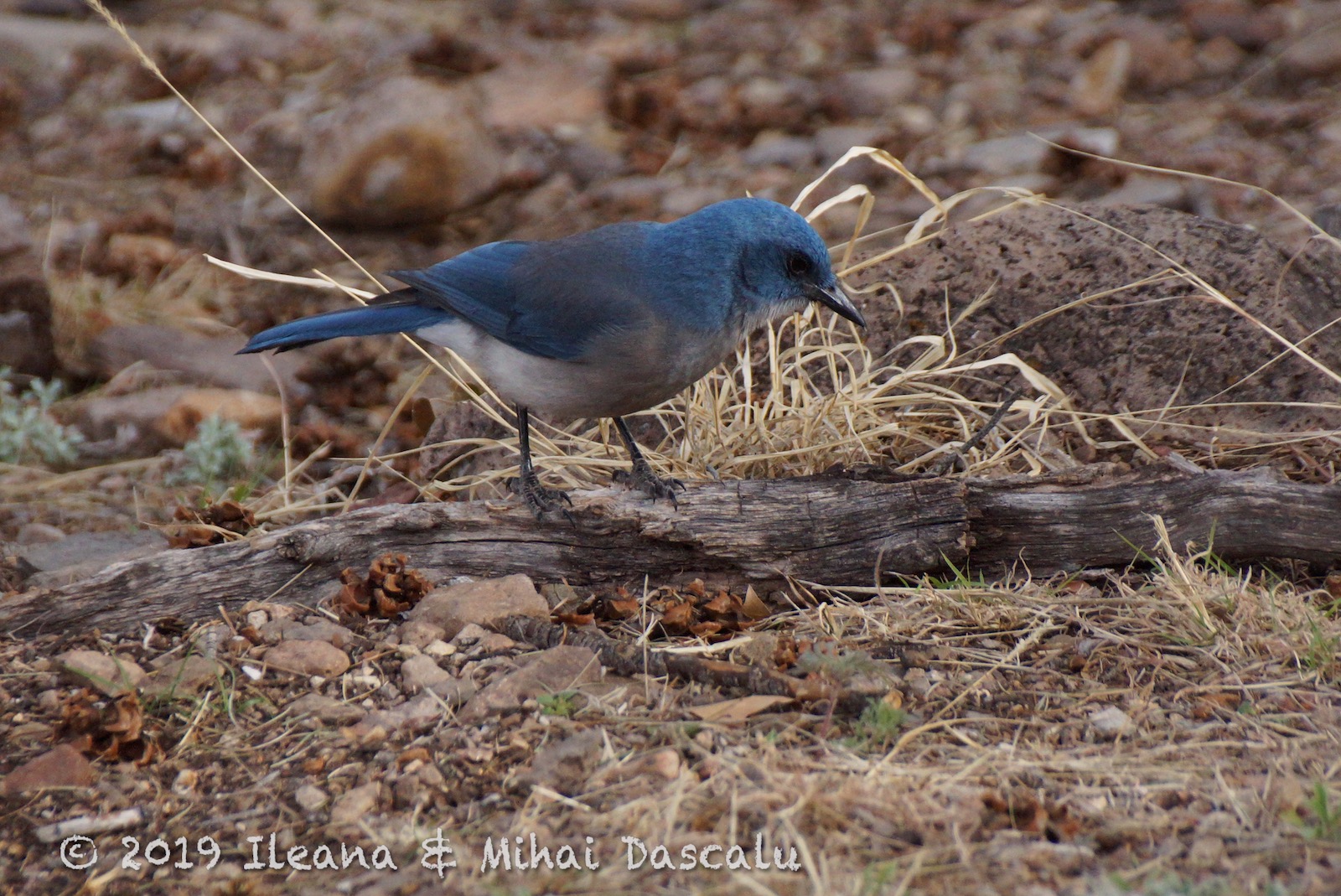 Noi6 AroundtheWorld Big Bend National Park