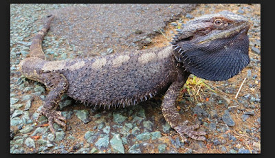 Bukan Cuman Manusia, Hewan ini Juga Transgender Bukan Cuman Manusia, Hewan ini Juga Transgender