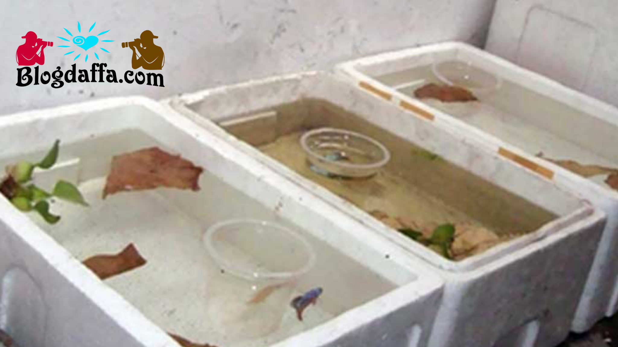 6 Cara Budidaya Ikan Guppy Di Rumah Lengkap Dengan Tips Supaya Ikan Guppy Tidak Mudah Mati Blogdaffa Com