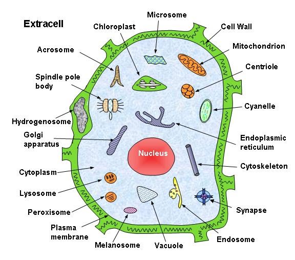 What is Microbodies Peroxisomes Glyoxisomes Structure & Types