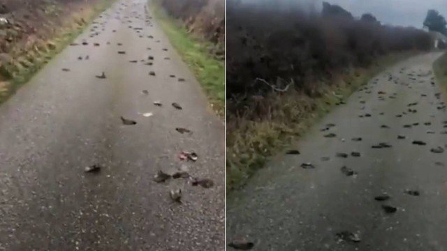 Centenas de pássaros caem do céu e morrem em Gales