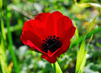 ΠΙΝΑΚΑΣ ΛΟΥΛΟΥΔΙΩΝ