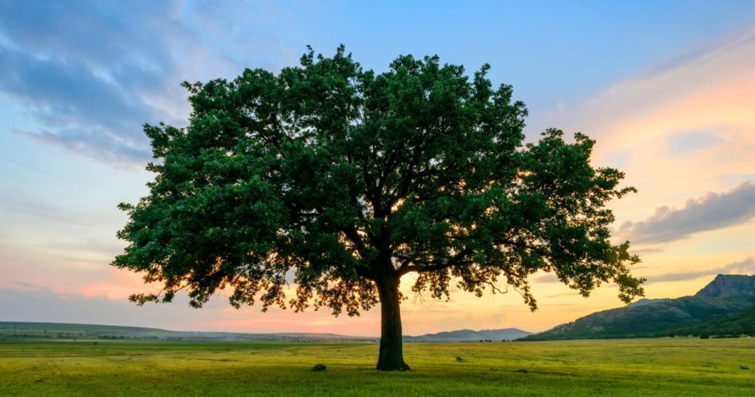 Asal Kata Syajaratun dan Artinya | Edu Sejarah