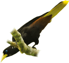 Japú | Crested Oropendola