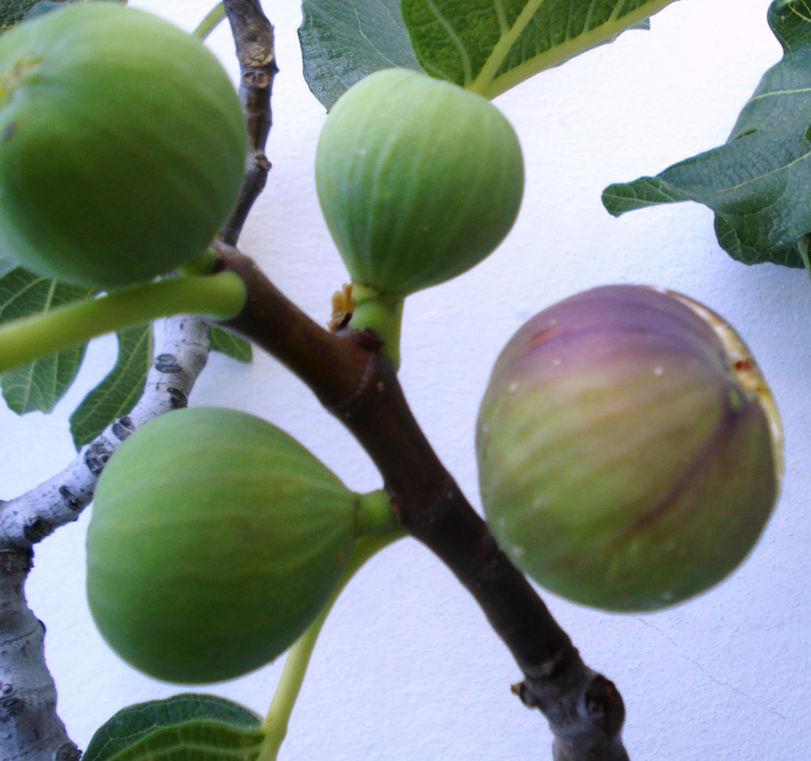 Stirway to heaven Figs