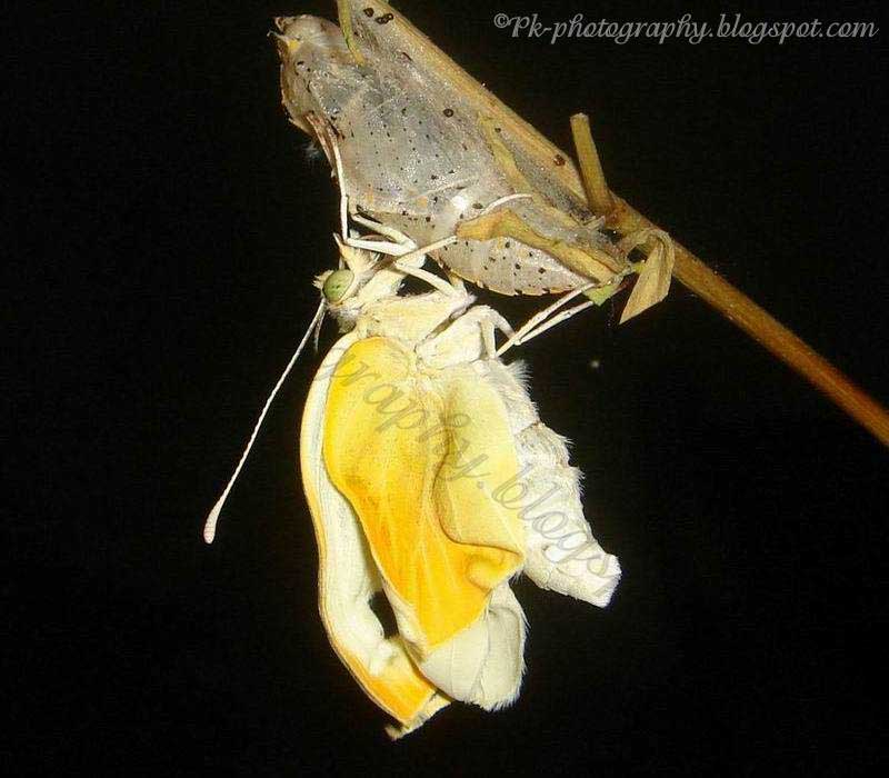 Large Cabbage White Butterfly Life Cycle Nature, Cultural, and Travel