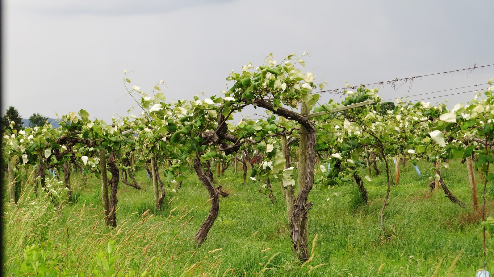 What do grape blossoms look like Draomen