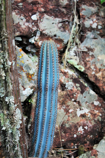 botânica-cactos-do-brasil-gênero-pilosocereus-cacto-azul