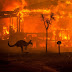 AUSTRALIA IS BURNING AND WE NEED ALL THE HELP WE CAN GET!!