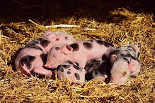 सूअर पालन व्यापार कैसे शुरू करें 2021 | How To Start Pig Farming In Hindi