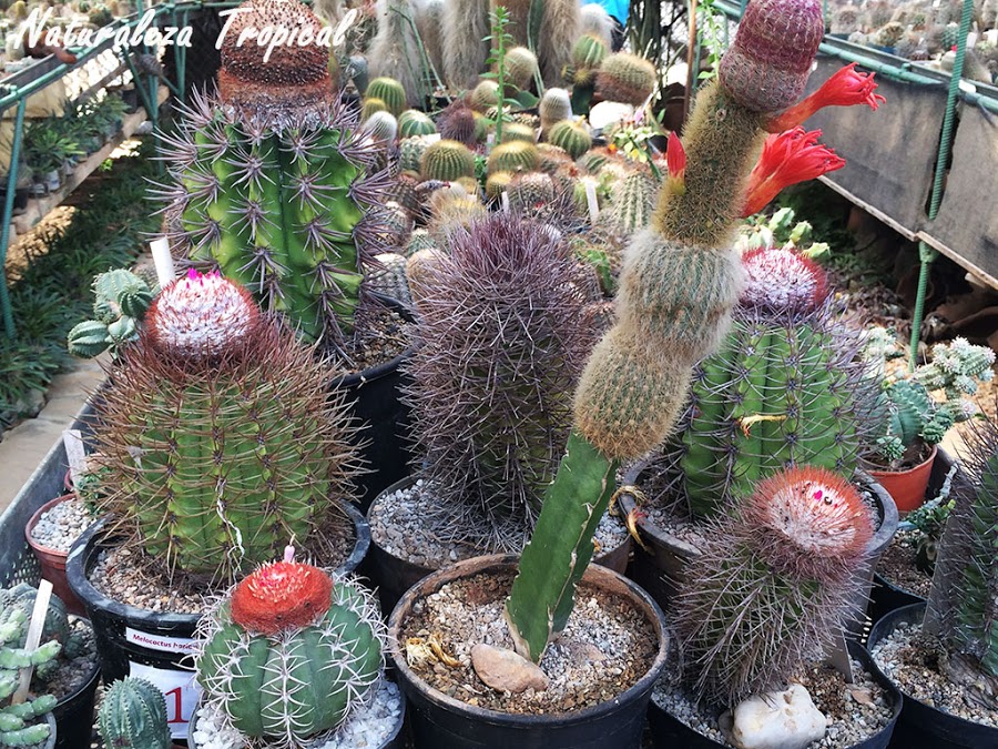 30 ideas para decorar con cactus y terrarios  Cactus injertado, Plantas  suculentas, Cactus y suculentas