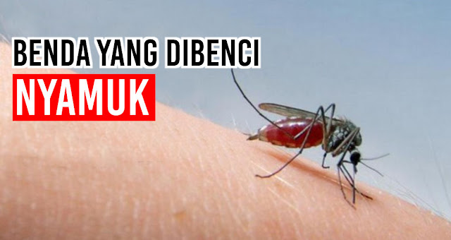 Ternyata Inilah Benda Yang Dibenci Oleh Nyamuk