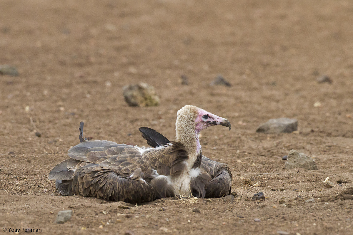 Yoav Perlman birding, science, conservation, photography Cats and