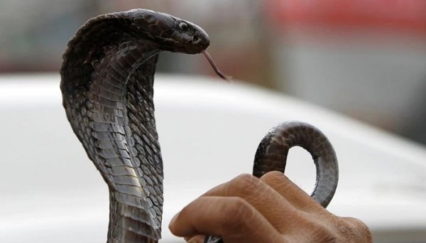 Snake in a Taxi Cause Death of 5 People