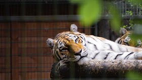 Alipore Zoo - The Oldest zoo of India