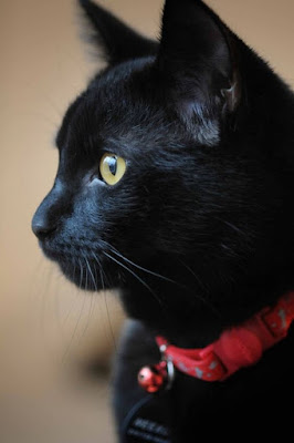 Bombay Cat Personality Pets Singapore