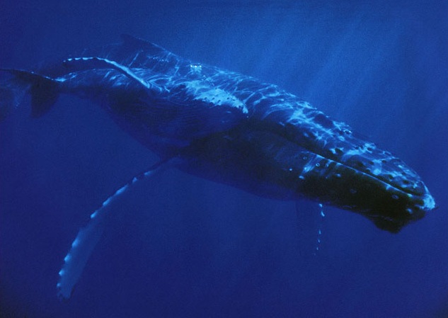 gambar hewan - foto ikan paus terbesar di dunia