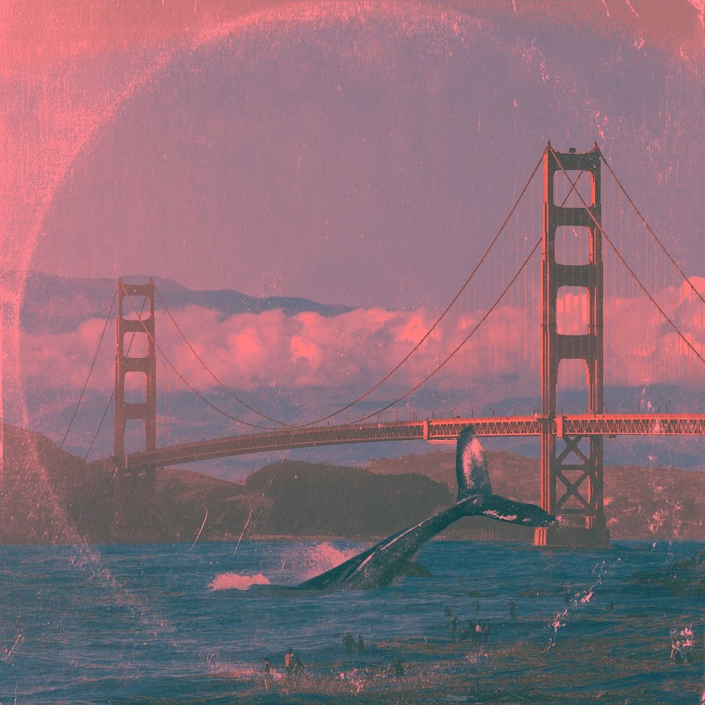 POY Muzeum – Big Fish – Single