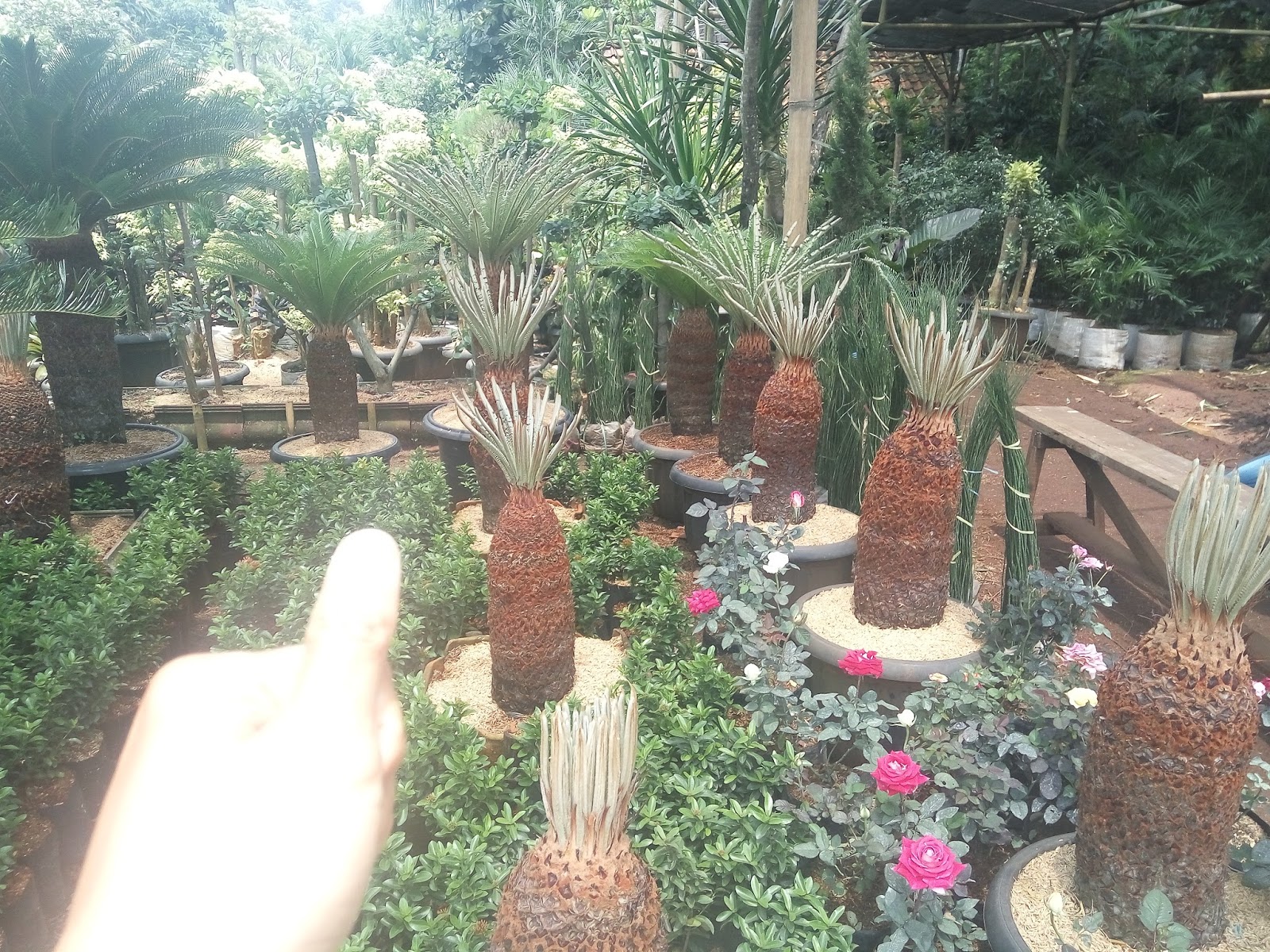 Pohon sikas murah - Galeri pohon sikas - Tukang Taman ...