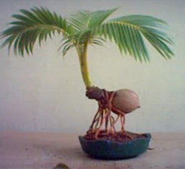 Bonsai Kelapa (Cocos Nucifera)