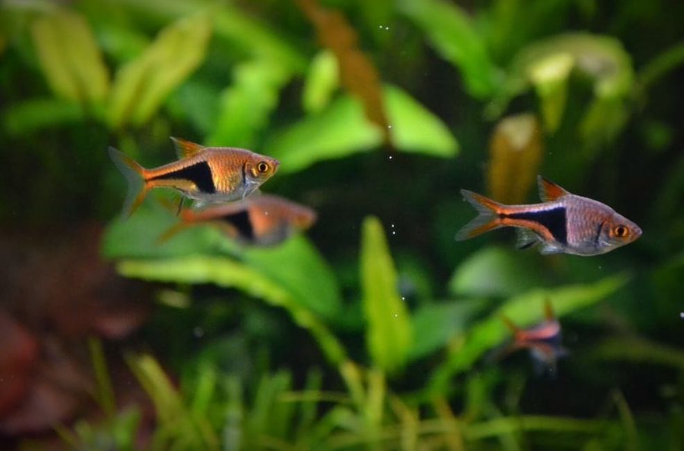 Rasboras Fish ( Source : Ikanesia.id )
