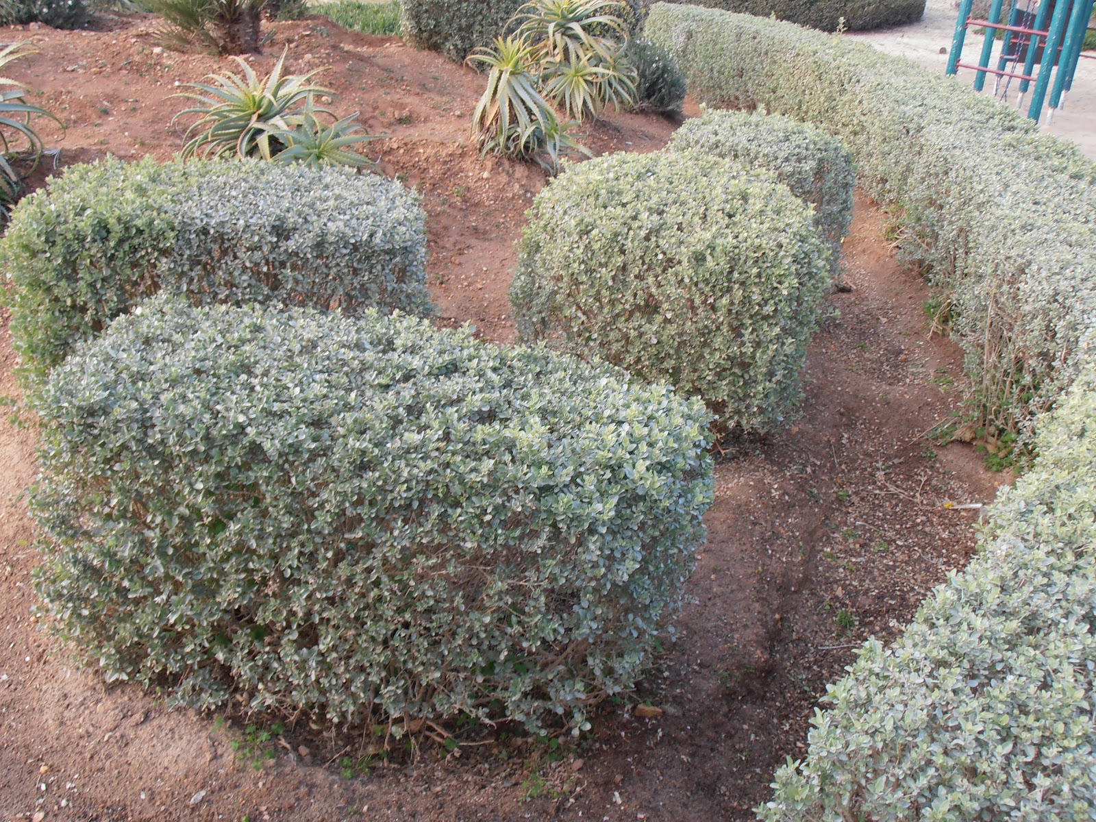 Plantas para setos cerca del mar