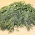 Amazing five health benefits of Dill weed