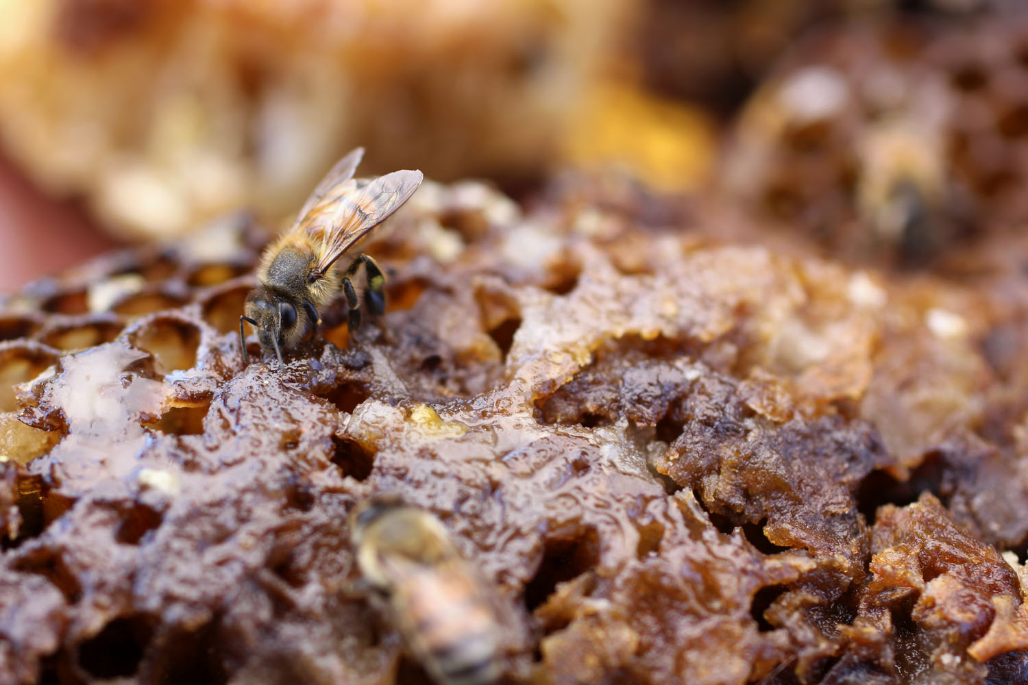 Illuminated Perfume Love, Peace and Bees