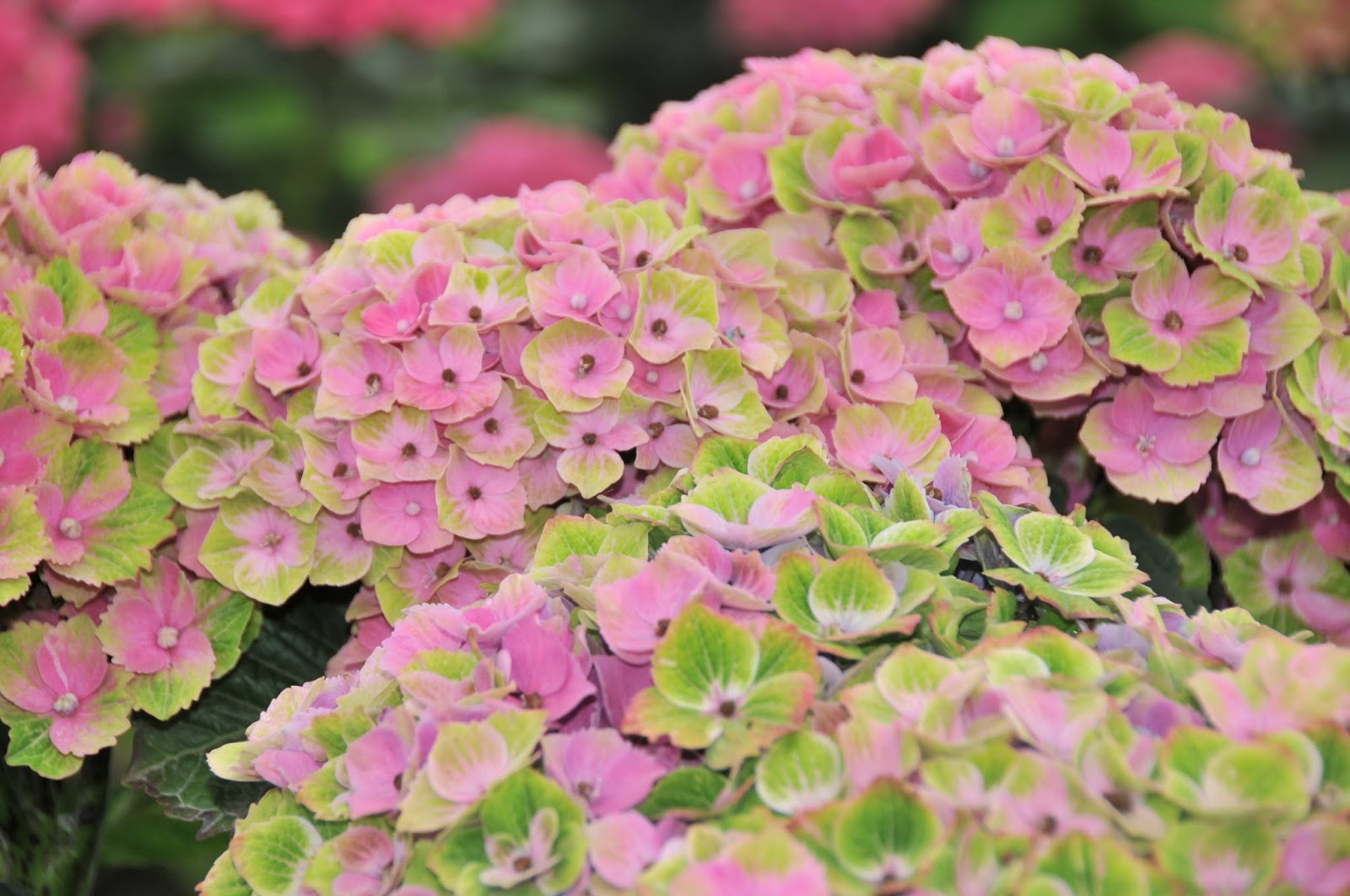 At Home With Jemma Growing French Hydrangeas For The Home And