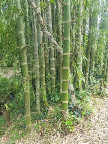 Bambu guadua