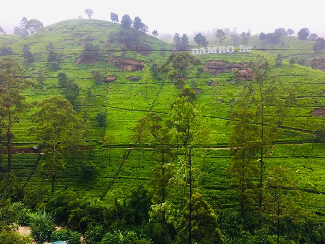 තේ යායක් මැද දිදුළන - දම්රෝ ටී (DAMRO Tea) 🌱🍃🌱 - Your Choice Way