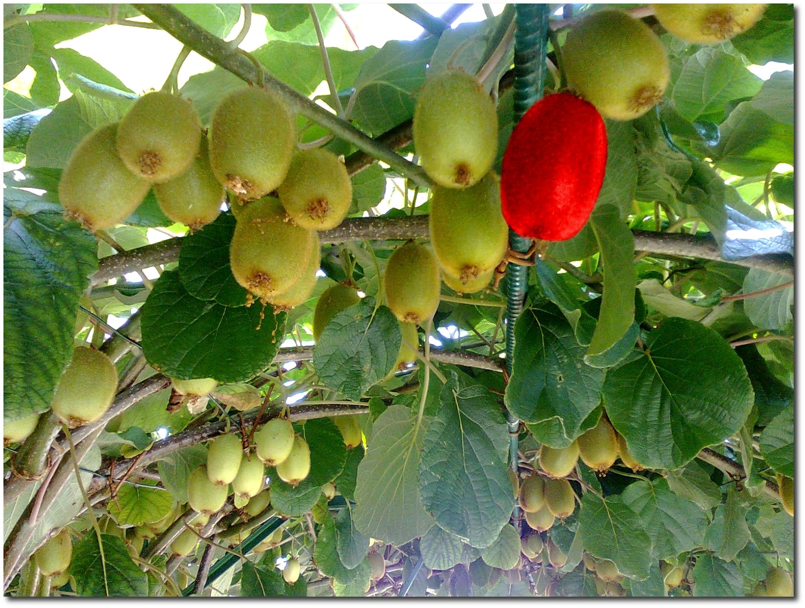 Frutta e Verdura dal Campo: Quando raccogliere i kiwi