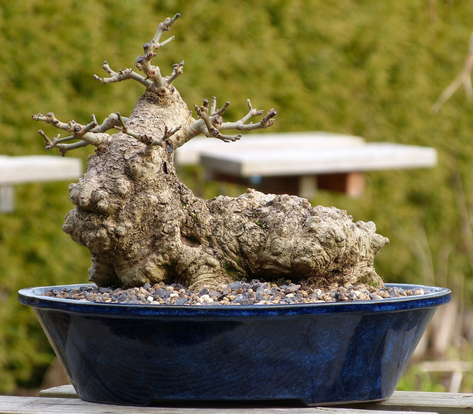 Holger's Bonsai Blog Umtopfen 2016 II